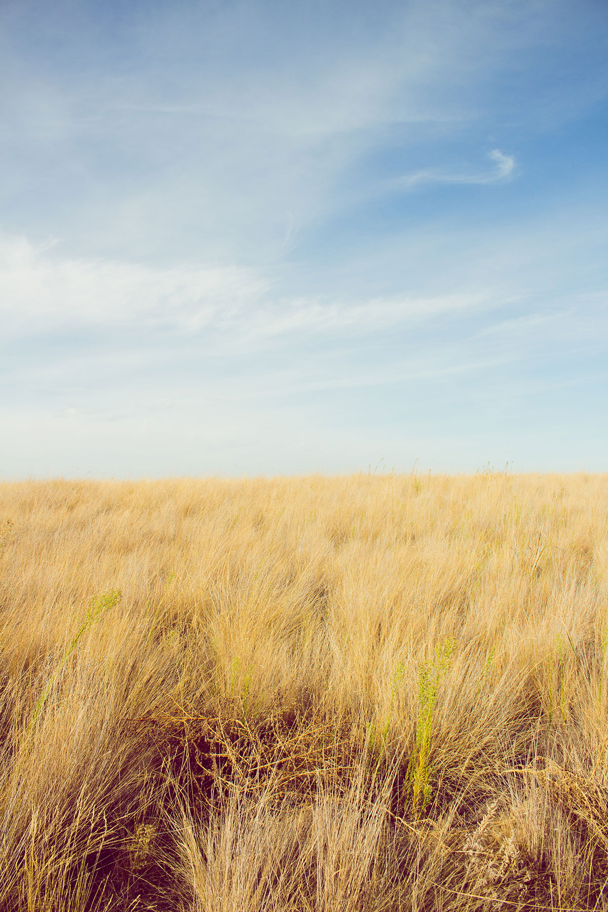 gold field