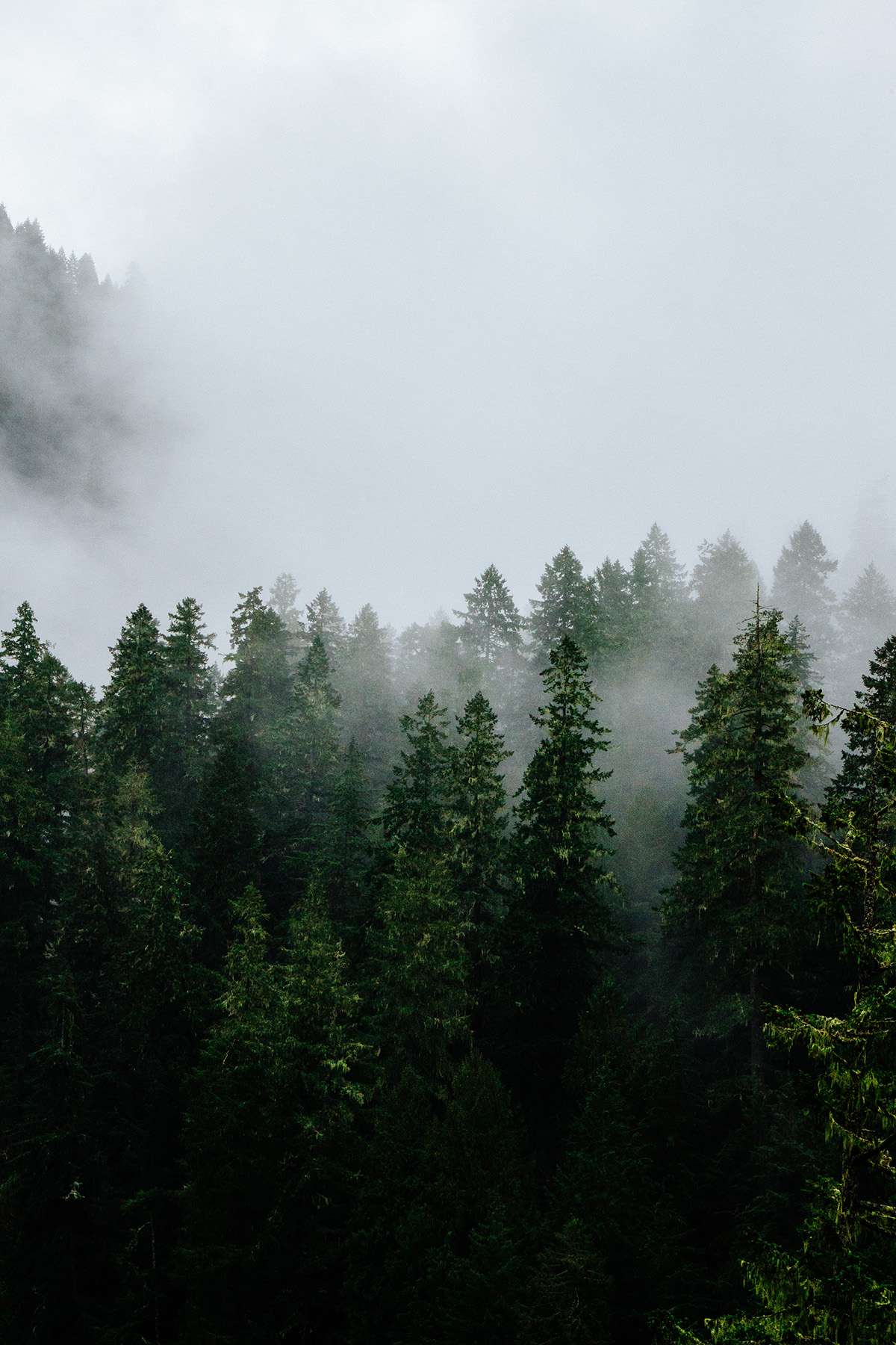 Forest in the mist